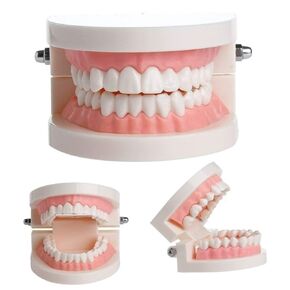 Dental Teeth Model for Human Mouth Structure Teaching & Demonstration, Orthodontic Demonstration Tooth Model, Teaching Study Explain for Student Kids Adults Patient Dentist… B0966FXBKN