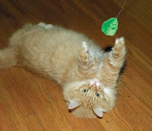 CAT DANCER Deluxe 252 Cat Toy, Medium Breeds in Kuwait