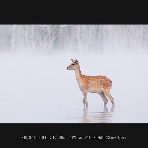 عدسة باناسونيك LUMIX S Series 100-500 ملم F5-F7.1 Ultra Telephoto على شكل حرف L - S-R100500 in Saudi Arabia