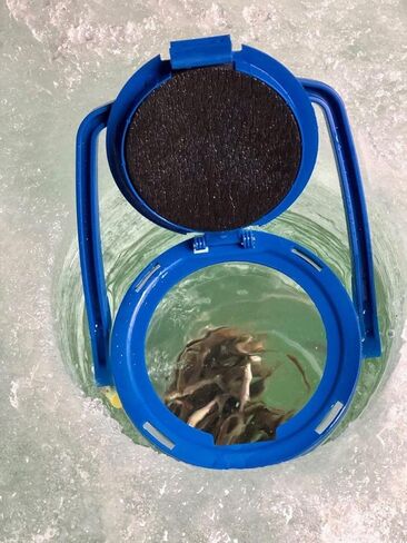 Universal Live Bait Container. Clear, Portable, Floating, and Trolling usable Spring, Summer, Fall and Winter in Saudi Arabia