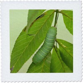 3dRose Luna Moth Caterpillar on A Hickory Tree, Carya SP. Marion Co. Il - Quilt Square, 6 by 6-Inch (qs_206559_2)