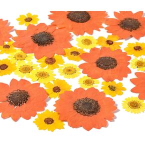 HAIOPS 72PCS Dried Sunflowers Pressed Daisy Flowers for Resin, Real Natural Flowers for Crafts DIY Jewelry Scrapbooking Facial Decoration in Kuwait
