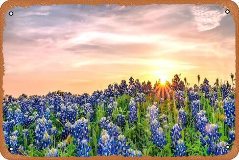 صورة فوتوغرافية لديكور الحائط من Texas Bluebonnets عند غروب الشمس مقاس 8x12 بوصة in Kuwait