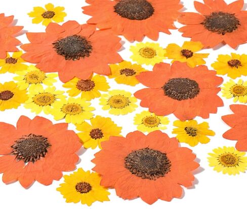 HAIOPS 72PCS Dried Sunflowers Pressed Daisy Flowers for Resin, Real Natural Flowers for Crafts DIY Jewelry Scrapbooking Facial Decoration in Kuwait