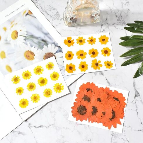 HAIOPS 72PCS Dried Sunflowers Pressed Daisy Flowers for Resin, Real Natural Flowers for Crafts DIY Jewelry Scrapbooking Facial Decoration in Kuwait