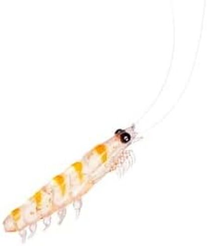 Daiwa Real Okiami Worm Tough M in Saudi Arabia