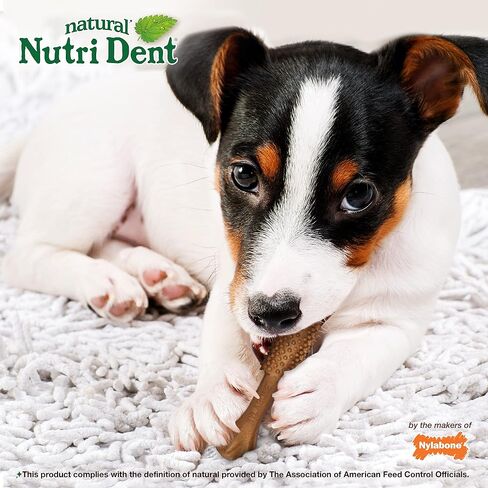 Nylabone Nutri Dent Dog Dental Chews - Natural Dog Teeth Cleaning & Breath Freshener - Dental Treats for Dogs - Filet Mignon Flavor, Small (64 Count) in Saudi Arabia