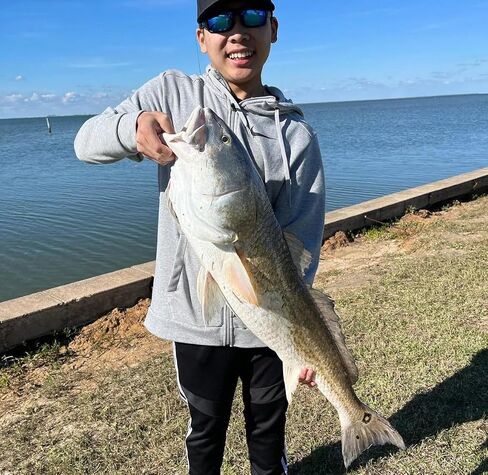 A.M. Fishing Curly Tail Jerkshad 5.5 Inch Soft Baits Garlic Infused,– 6 Pack – Saltwater & Freshwater Fishing Lures for Bass, Redfish, Snook, and Trout in Saudi Arabia