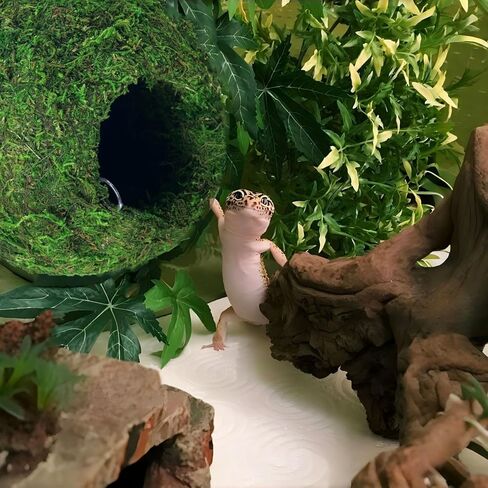 BYHER كهف مطحلب مع سلسلة، مخابئ الزواحف، كرة طحالب صناعية لإخفاء كهف للنمر، وسرطان البحر الناسك، والسحالي، والضفادع والثعابين ديكور تررم (الغابات - 6 بوصات) in Kuwait