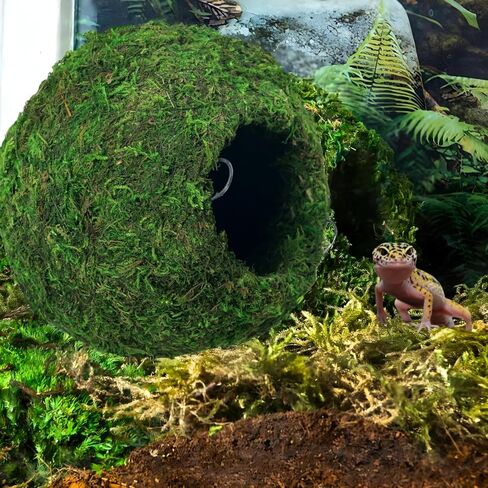 BYHER كهف مطحلب مع سلسلة، مخابئ الزواحف، كرة طحالب صناعية لإخفاء كهف للنمر، وسرطان البحر الناسك، والسحالي، والضفادع والثعابين ديكور تررم (الغابات - 6 بوصات) in Kuwait