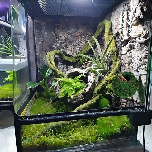 BYHER كهف مطحلب مع سلسلة، مخابئ الزواحف، كرة طحالب صناعية لإخفاء كهف للنمر، وسرطان البحر الناسك، والسحالي، والضفادع والثعابين ديكور تررم (الغابات - 6 بوصات) in Kuwait