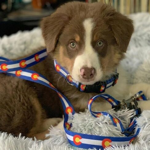 Native Pup Colorado Flag Dog Leash (Colorado Blue) in Saudi Arabia