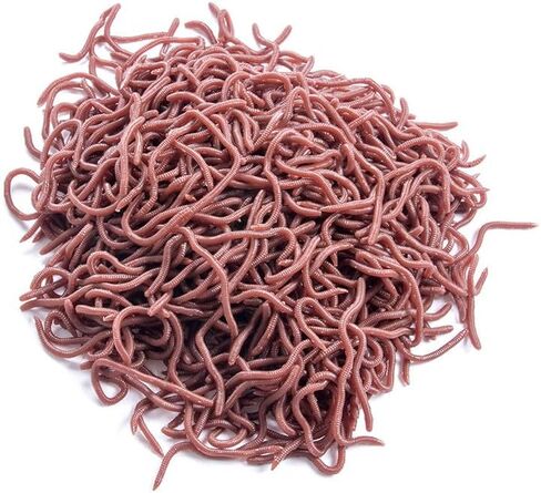 8cm/3.15in Red Artificial Long Worm Soft Lures, Simulation Earthworm Wobbler Bait, Fishing Accessories for Sea Fishing in Saudi Arabia