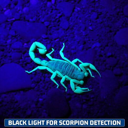 S3U UV Flashlight Blacklight, Rechargeable Powerful Handheld UV Light for Resin Curing, Pet Urine & Scorpion Detection, Rocks & Minerals Hunting (365NM) in Kuwait