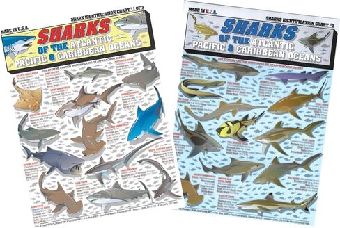 Sharks Identification Set (Atlantic, Pacific, and Caribbean Oceans) - Waterproof Quick Reference Guide | Portable & Built to Last | Double-Sided & Easy to Read | (Size, Weight, Depth, Location) in Saudi Arabia