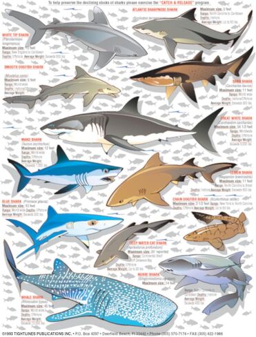 Sharks Identification Set (Atlantic, Pacific, and Caribbean Oceans) - Waterproof Quick Reference Guide | Portable & Built to Last | Double-Sided & Easy to Read | (Size, Weight, Depth, Location) in Saudi Arabia