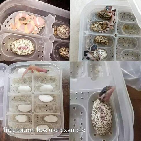 NGe Reptile Egg Breeding Hatchery Box Incubator Tray Container Box for Snake Gecko Lizard (12 Holes) in Saudi Arabia