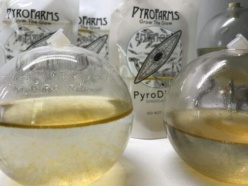 PyroFarms The Bioluminescent Bio-Orb Gift Option - Living Orb with Free Glowing Plankton Coupon in Kuwait