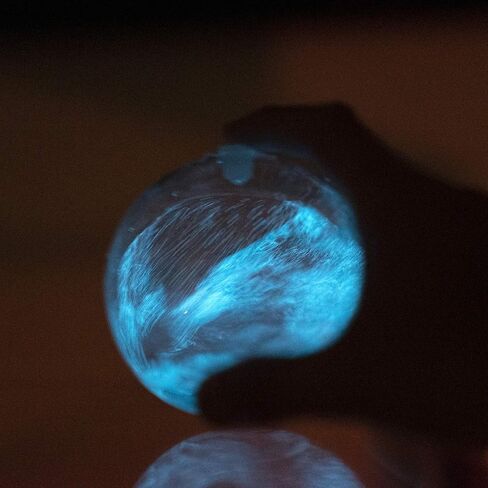 PyroFarms The Bioluminescent Bio-Orb Gift Option - Living Orb with Free Glowing Plankton Coupon in Kuwait