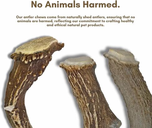 WhiteTail Naturals - قرون الأيائل الممتازة للكلاب - (عبوة بوزن 1 رطل) - مضغ عضوي للكلاب - عظام كلب قرن الوعل المتساقطة بشكل طبيعي - تدوم طويلاً، صُنعت في الولايات المتحدة الأمريكية in Kuwait