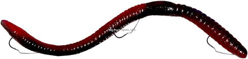 Wdls Shad Pre Rigged Worm Bait, Red, 6 1/4" in Saudi Arabia