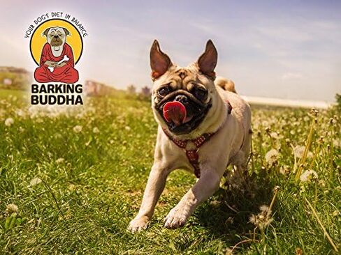 آذان البقرة الكبيرة الأصلية من Barking Budda للكلاب - مضغ بديل آمن بالكامل من الجلد الخام الطبيعي عالي الجودة - مكافآت مغلفة بشكل فردي | زبدة الفول السوداني - 20 علبة in Saudi Arabia