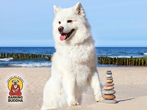 آذان البقرة الكبيرة الأصلية من Barking Budda للكلاب - مضغ بديل آمن بالكامل من الجلد الخام الطبيعي عالي الجودة - مكافآت مغلفة بشكل فردي | زبدة الفول السوداني - 20 علبة in Saudi Arabia