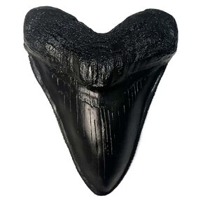 Carcharodon Megalodon Tooth Replica with Serration-Shark Teeth Fossil Collection,5.1 inches (Yellow)