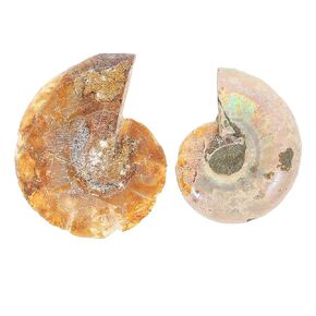 2pcs Animal Collection Paleontology Sample Science Specimen Snails Ammonite Ornaments for Biological Science Educational Teaching Props