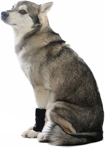 AGON® Dog Canine Front Leg Bracked Brace يلتف مع حماية الجروح، ويشفي ويمنع الإصابات والالتواء، ويساعد في فقدان الاستقرار الناجم عن التهاب المفاصل (صغير / متوسط) in Kuwait