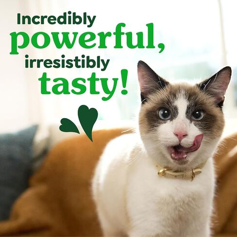 Greenies Feline Veterinarian-Recommended Adult Natural Dental Cat Treats, Savory Salmon Flavor, 9.75 oz. Tub in Kuwait