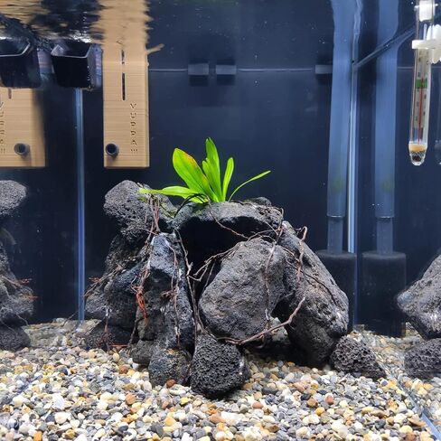 Black Lava Rocks for Aquarium Fire Pit Succulent Planters Bonsai Landscaping Garden Décor 5lb Lava Stone for Fish and Plants(3pcs 4-6 inches) in Saudi Arabia