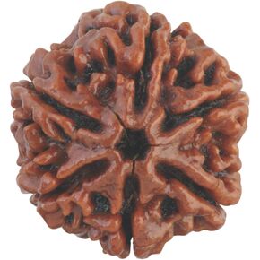 Saubhagya Global 6/Six Mukhi Certified Original Pure Siddha Rudraksha in Handmade Tassel, lovingly Hand-Tied Knots Between Bead from Nepal-Size 16-22mm Brown