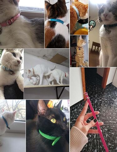 Cat Collar 5 Pack Leather Cat Collar for Boy Cats, Girl Cats with Pet Collars Adjustable(Gold Orange White Pink Blue) in Kuwait