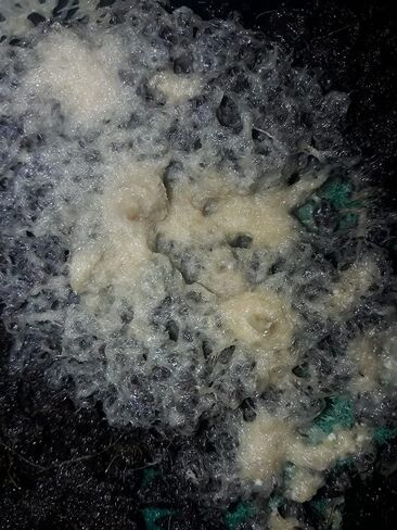 2 oz Grindal Worm Starter Culture Live Fish Food for Betta Fry Killifish & More in Saudi Arabia