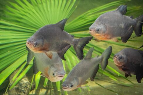 Aquatic Foods Inc. كريات البلطية، 45% بروتين عائمة 7.5 ملم (5/16 بوصة) لجوائز الأوسكار الأكبر، البلطي في أمريكا الوسطى وأمريكا الجنوبية...جرة صغيرة 8 أونصة in Kuwait
