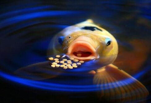 Aquatic Foods Inc. كريات البلطية، 45% بروتين عائمة 7.5 ملم (5/16 بوصة) لجوائز الأوسكار الأكبر، البلطي في أمريكا الوسطى وأمريكا الجنوبية...جرة صغيرة 8 أونصة in Kuwait