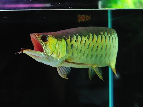 Aquatic Foods Inc. كريات البلطية، 45% بروتين عائمة 7.5 ملم (5/16 بوصة) لجوائز الأوسكار الأكبر، البلطي في أمريكا الوسطى وأمريكا الجنوبية...جرة صغيرة 8 أونصة in Kuwait