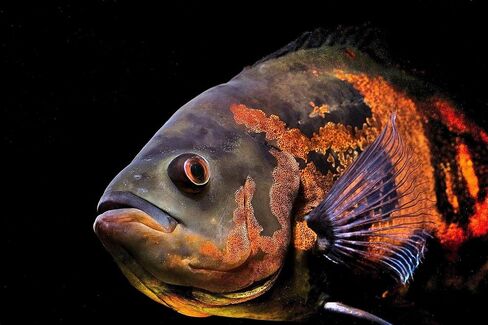 Aquatic Foods Inc. كريات البلطية، 45% بروتين عائمة 7.5 ملم (5/16 بوصة) لجوائز الأوسكار الأكبر، البلطي في أمريكا الوسطى وأمريكا الجنوبية...جرة صغيرة 8 أونصة in Kuwait