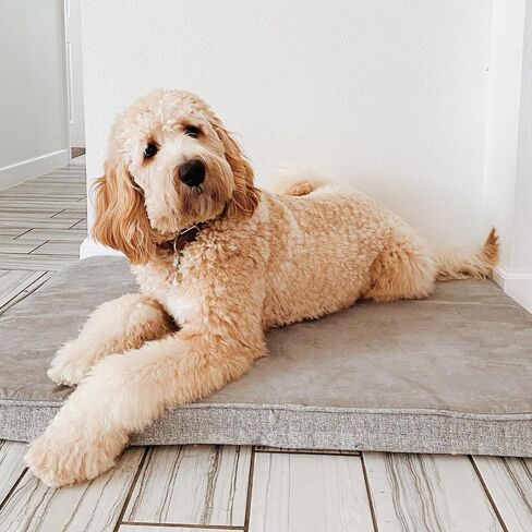 سرير الكلاب ذو الإسفنج الذكي من Diggs Snooz - وسادة قفص ريفول للكلاب بحجم مثالي - سرير ممتاز لتقويم العظام للحيوانات الأليفة للقفص أو المنزل - رمادي، صغير in Kuwait