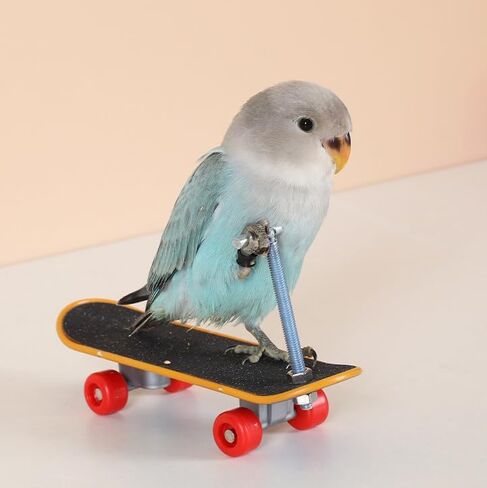 2Pcs Bird Skateboard，Bird Toys for Parrot，for Bird Training Toys (Small) in Kuwait