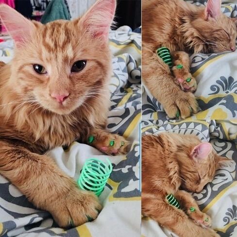 4pcs/Set Plastic Cat Spring Toy for Swatting,Hunting,and Grinding Teeth,Durable Colorful Cat Dogs Springs for Indoor,5.5 * 2cm in Saudi Arabia