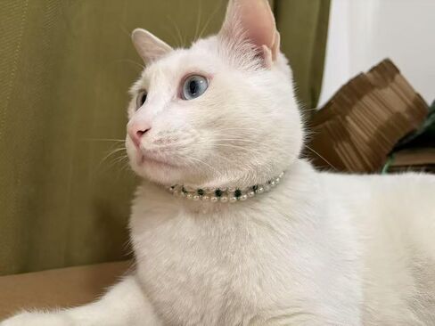 Handmade Cat and Dog Pearl Collar Elegant Adjustable Pet Necklace Sparkling Rhinestones, Pet Jewelry Accessories for Cats and Dogs, Wedding Birthday Party Photography (Green, S) in Saudi Arabia