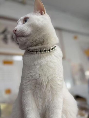 Handmade Cat and Dog Pearl Collar Elegant Adjustable Pet Necklace Sparkling Rhinestones, Pet Jewelry Accessories for Cats and Dogs, Wedding Birthday Party Photography (Green, S) in Saudi Arabia