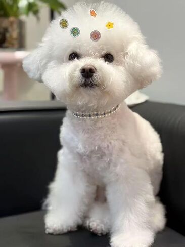 Handmade Cat and Dog Pearl Collar Elegant Adjustable Pet Necklace Sparkling Rhinestones, Pet Jewelry Accessories for Cats and Dogs, Wedding Birthday Party Photography (Green, S) in Saudi Arabia