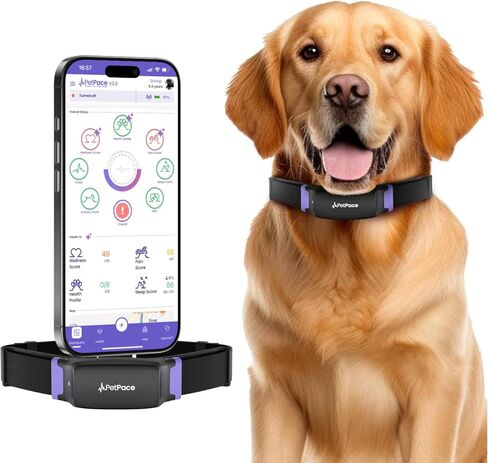NEW Dog Health Monitor V3.0 by PetPace – AI Smart Collar with 24/7 Vital Signs, Pain & GPS Tracking, Telehealth AskaVet & Share With Your Vet, Smartwatch Sync – Subscription Required (Large) in Saudi Arabia