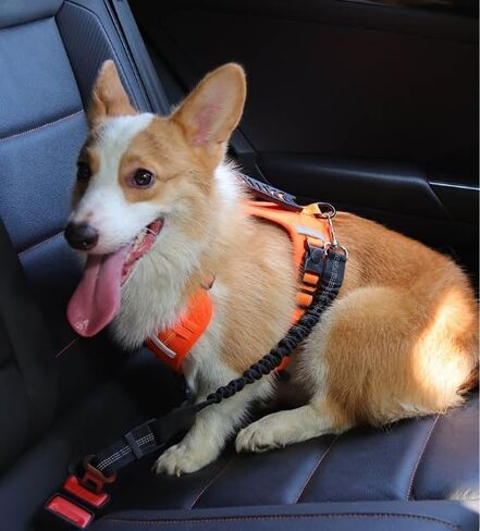 Heavy-Duty Retractable Dog Car Harness - Adjustable Nylon Safety Seat Belt for Small to Large Dogs, Elastic & Vehicle-Compatible in Saudi Arabia