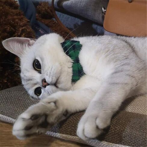 Cute Checkered Pattern Cat Collar with Bow - Adjustable & Comfortable Pet Collar, Perfect for Cats and Other Small Pets, Green in Saudi Arabia