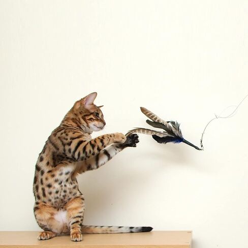 GoCat Da Bird Rod and Feather Cat Toy, Handmade in The USA (1 Bird) in Saudi Arabia