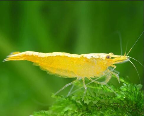 ShrimpRack™ 20 Mixed Color Neocaridina Shrimp Skittles Live Freshwater Aquarium Shrimps Beeding Age Young Adults 1/2-1 inch Long. Live Arrival Guarantee. in Saudi Arabia